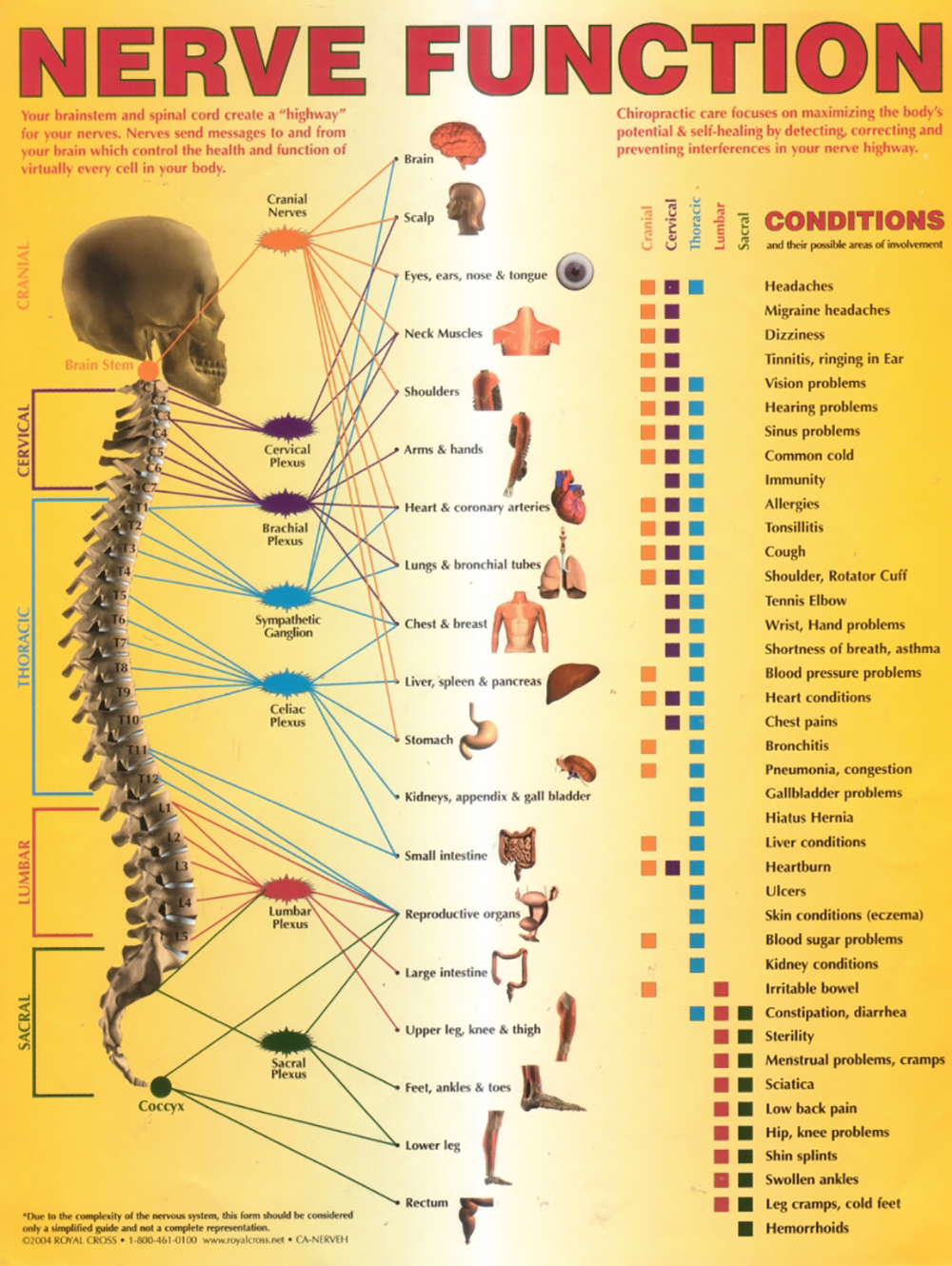 Chiropractic Chart