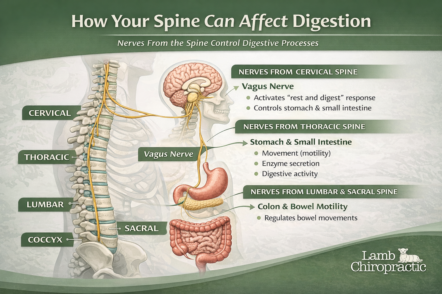 Infographic of the spine and how spinal nerves affect various organs associated with digestion.