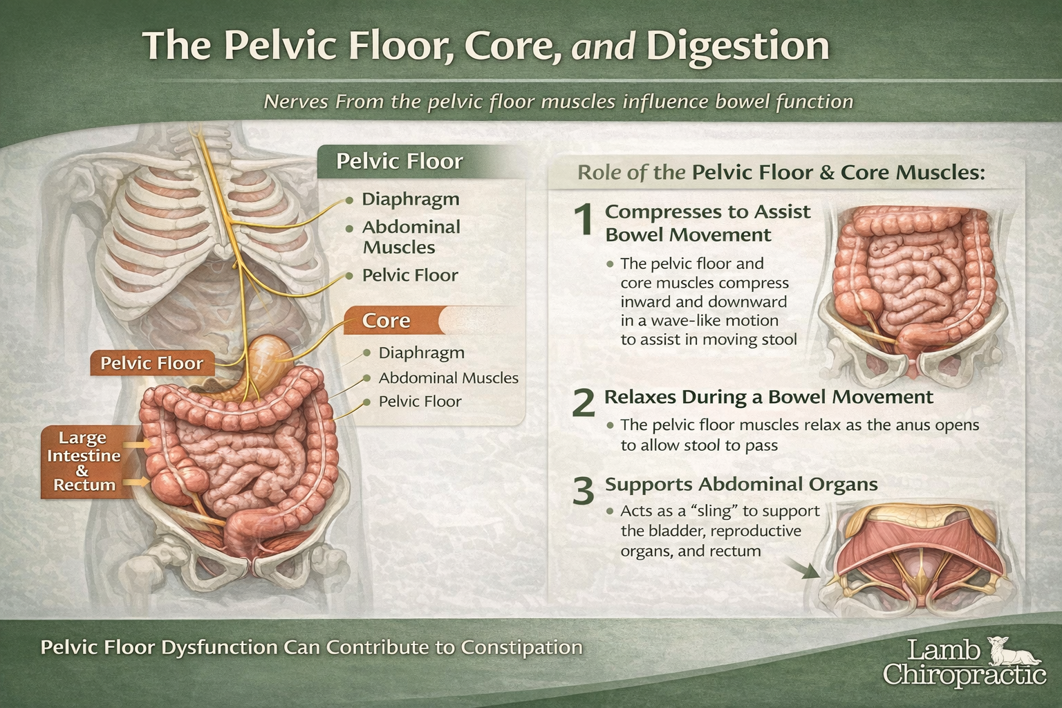 Infographic illustrating the pelvic floor, core and how it affects digestion 