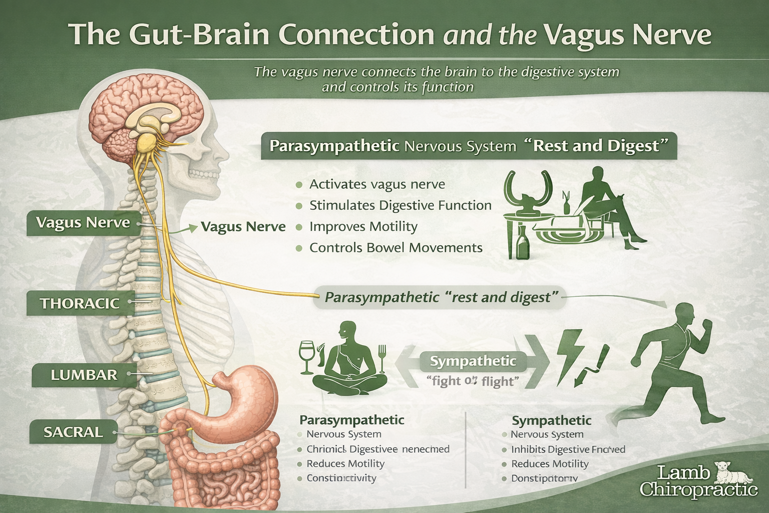 Infographic showing how the vagus nerve is the key to the gut brain connection