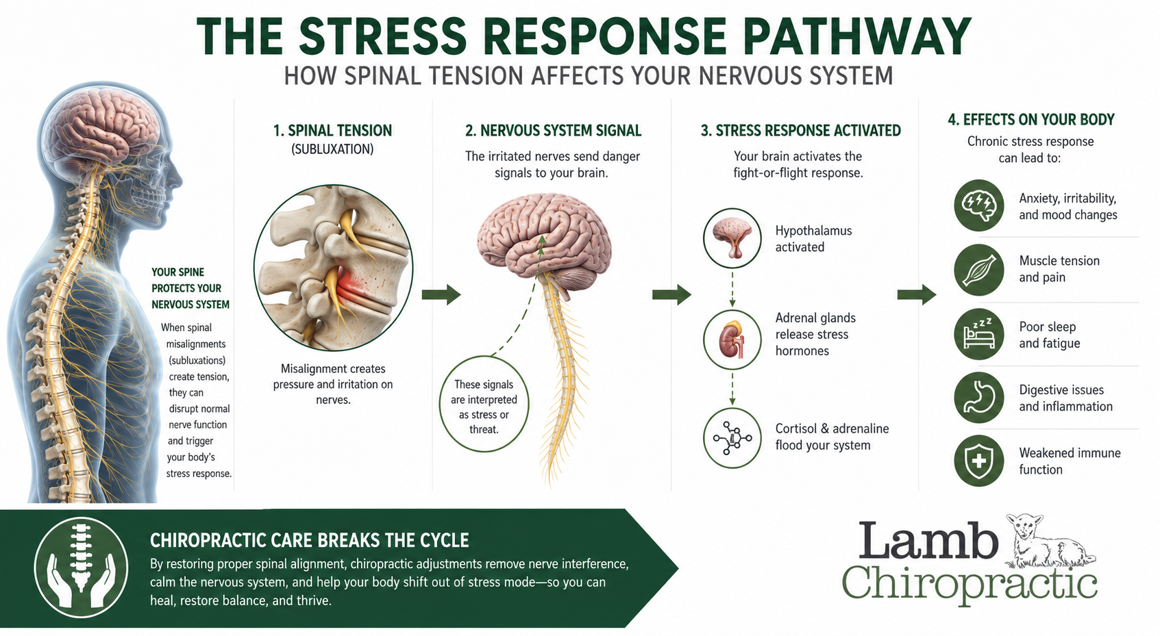 How spinal tension affects your nervous system