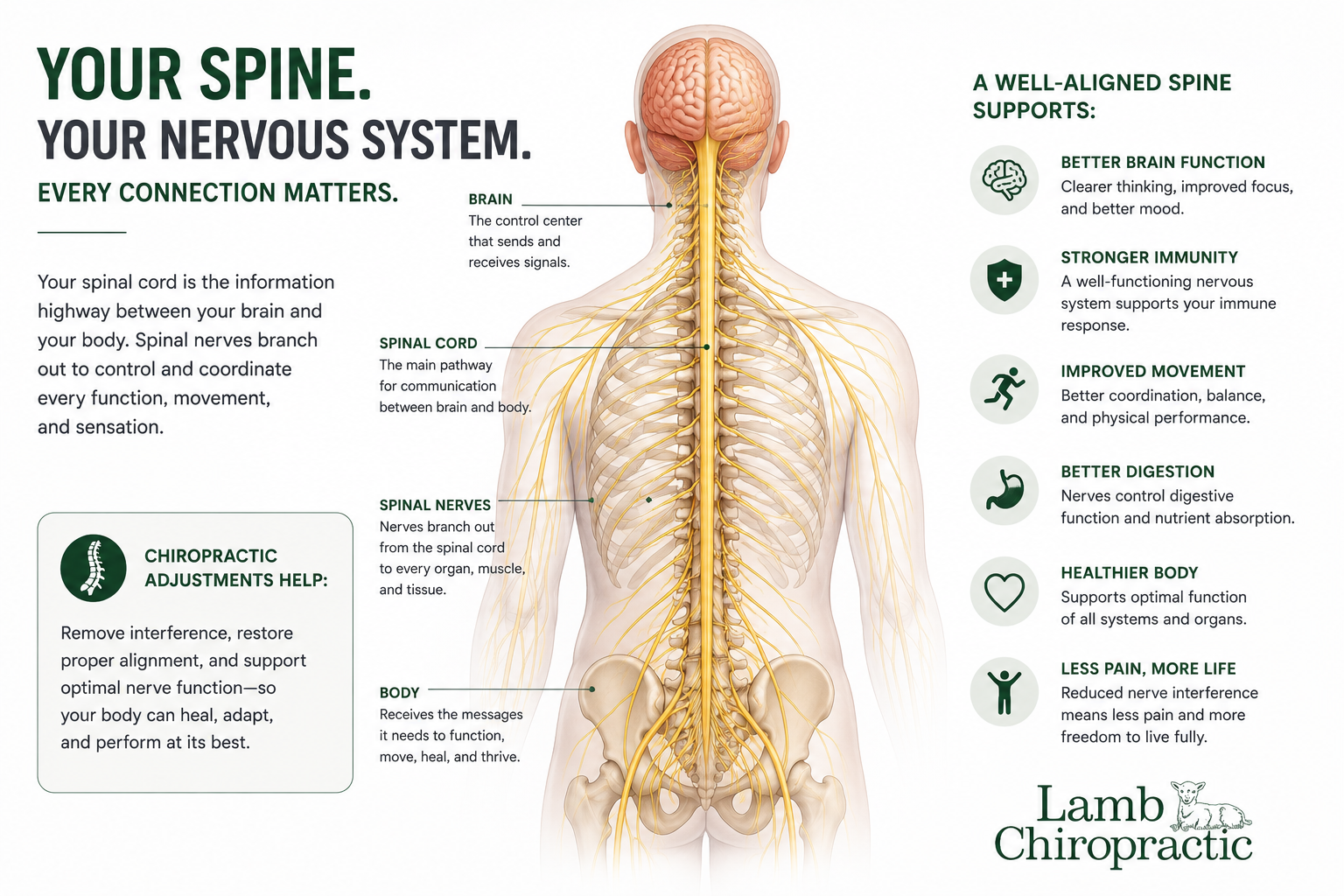 Chart of the Nerve System