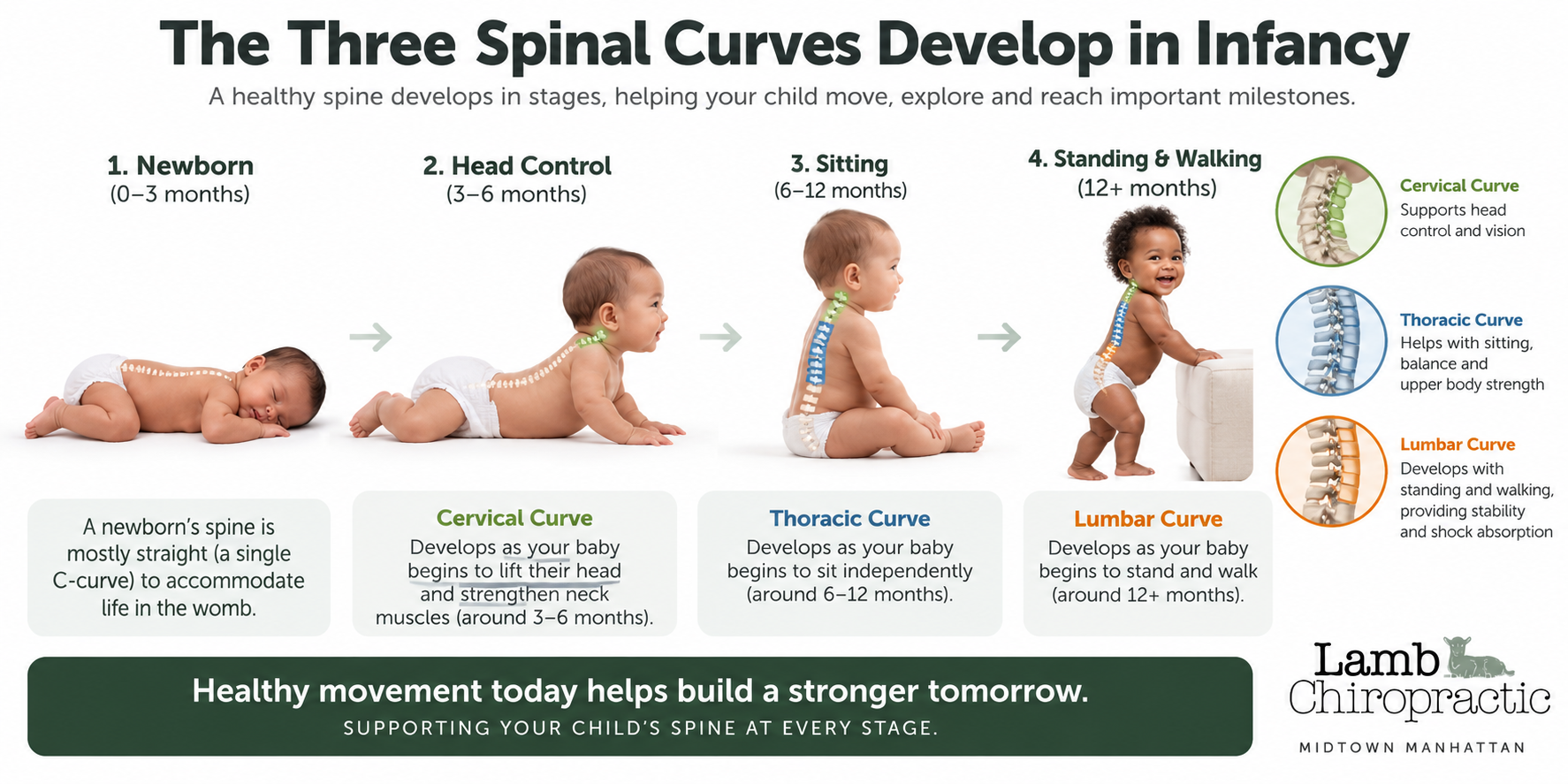 Infographic showing how spinal curves develop and their importance.